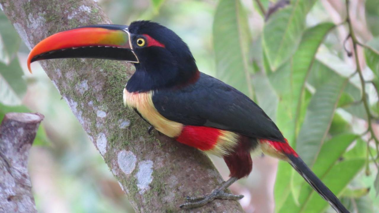 Eya Ecolodge San Isidro De El General ภายนอก รูปภาพ